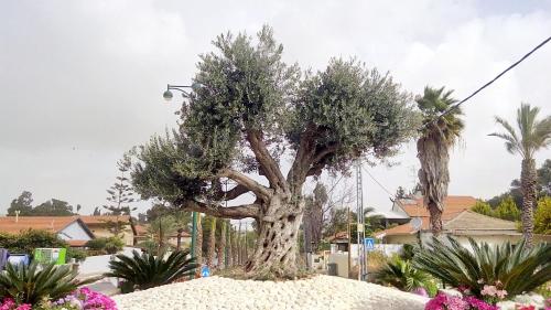 a tree sitting on top of a pile of gravel at Like Home Gedera in Gedera