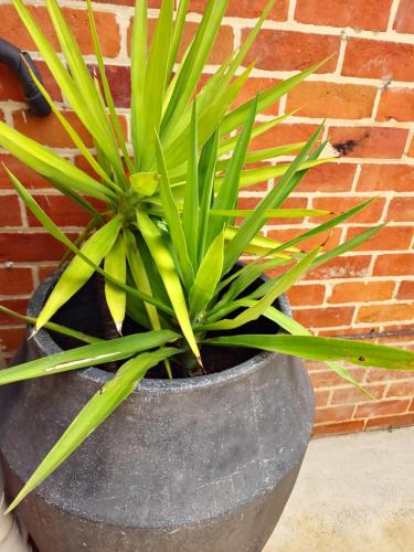 a plant in a pot next to a brick wall at Piper Apartment in Bathurst