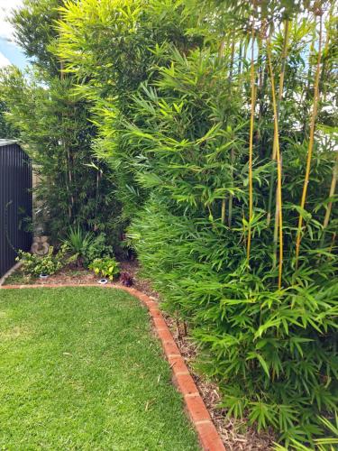 a garden with green plants and a brick path at Piper Apartment in Bathurst