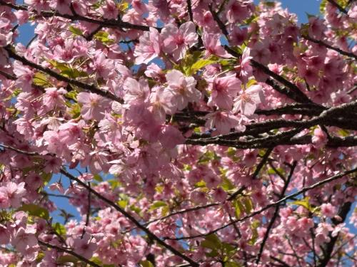 Galería fotográfica de SakuraPiso en Kagoshima