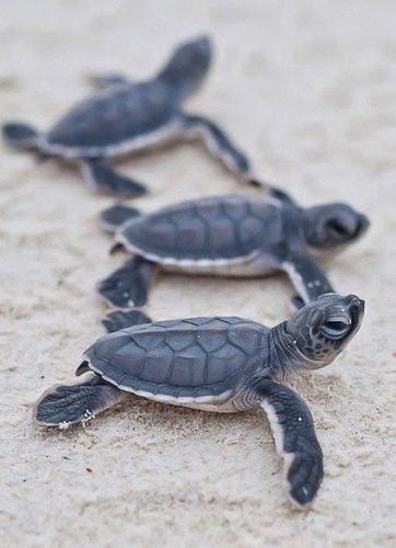 two turtles are laying on the sand at Moonrise villa in Tangalle