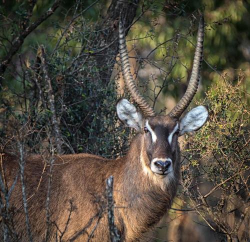 a gazelle with antlers is looking at the camera at Lichenry Bush Lodge in Mokopane