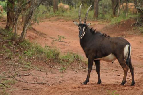 an animal with horns standing on a dirt road at Lichenry Bush Lodge in Mokopane