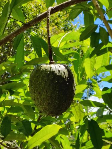 a passion fruit hanging from a tree at Pousada dos Pássaros in Santo Antônio do Pinhal