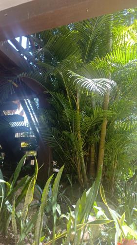 a group of palm trees and plants in a room at Gust Hause Ilhabela in Ilhabela