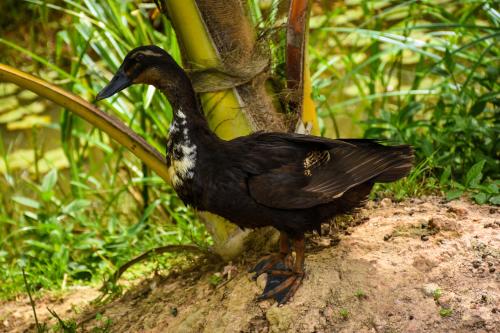 a black bird standing on the ground next to a tree at Steps Garden Resort in Negombo