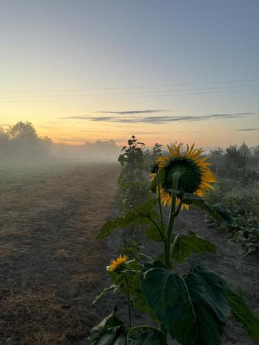 a sunflower in the middle of a field at sunset at Drzemka in Ruda