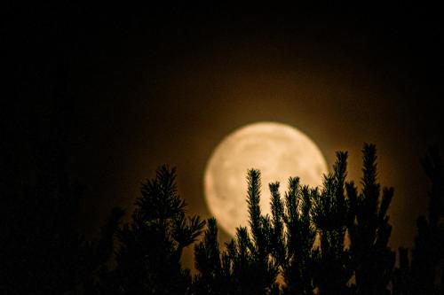 a full moon in the sky behind some trees at Drzemka in Ruda