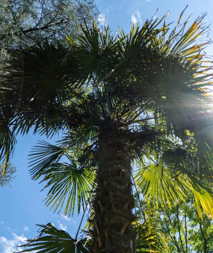 a palm tree with the sky in the background at Flow Apartments WINKEL STUDIO in Merano