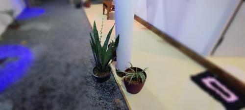 two potted plants sitting on a counter next to a wall at Homestay Midigama East, Free Washer, Wi-Fi in Midigama