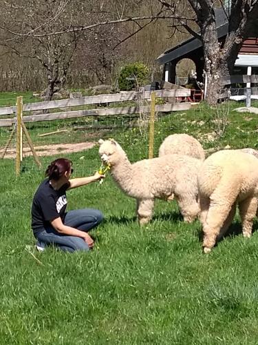 a woman sitting in the grass feeding two sheep at Ferienwohnungen Schwabenhof in Schramberg