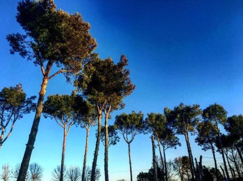 a group of tall trees against a blue sky at Casa Vacanze Via Marconi in Marotta
