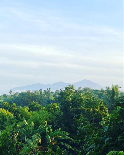 a view of the jungle with mountains in the background at Tommy Homestay in Plambi