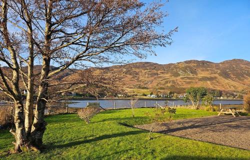 a tree in the grass next to a body of water at Lochside in Dornie