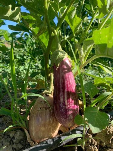 a purple eggplant is growing on a tree at Il Viaggio Verde in Vasiliki