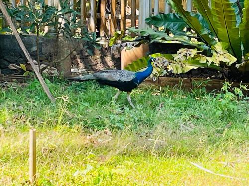 un paon debout dans l'herbe d'une cour dans l'établissement Unique Villa, à Kandy