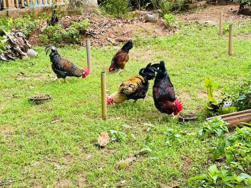 un gruppo di polli in piedi nell'erba di Unique Villa a Kandy