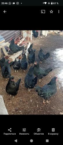 a group of pigeons standing on the ground at kausar hotel in Klyuchi
