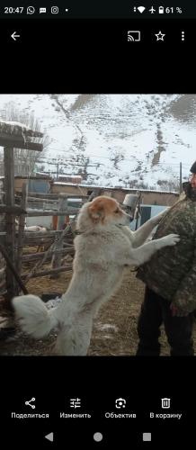 a person is petting a dog in a zoo at kausar hotel in Klyuchi