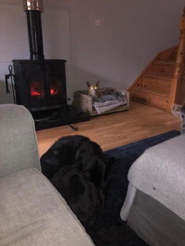 a dog laying on the floor in a living room with a fireplace at Cat's Cabin by the River in Belturbet