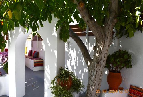 a tree in front of a white wall with plants at Mannas House 2 in Émbonas