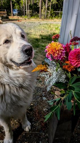 Питомец или питомцы в Quirky Farm Stay at Flower Beds Farm - Hot Tub