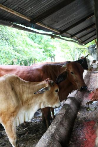 a group of cows and a baby calf standing under a building at Casa Campestre con piscina privada- Anapoima in Anapoima