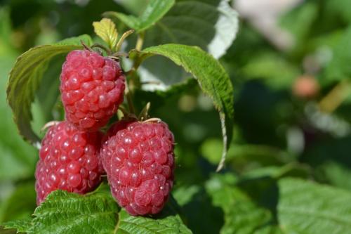 two red berries hanging from a raspberry plant at Erve-Dorperhoek in Hengelo