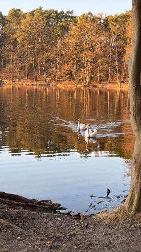 two swans are swimming in a large lake at Lake House Hostel in Szczecin