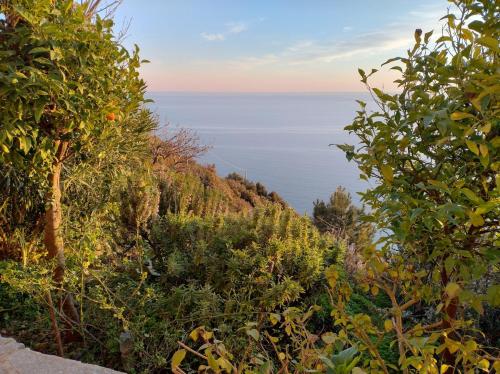 a view of the ocean from between trees at La luna in pesci in Biassa