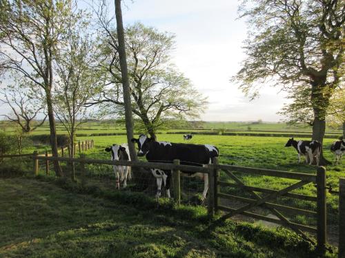 a group of cows standing in a field behind a fence at Prince Rupert's cottage with garden in Sibbertoft