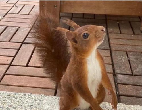 a squirrel is sitting on the floor at Light T 3 air conditioning Two balconies Toulouse in Toulouse