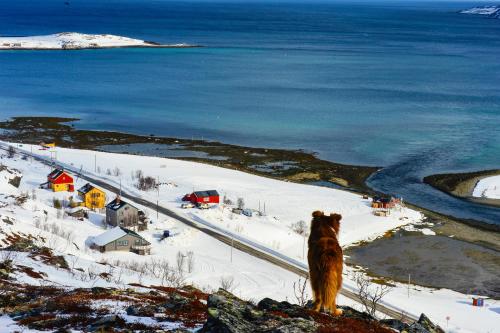 a dog standing on top of a hill looking at the ocean at Rivdnji Holiday Home Smørfjord in Russenes