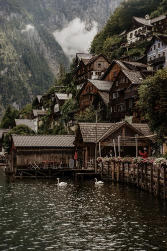 two swans in the water in front of a village at Bergträumerei in Bad Goisern