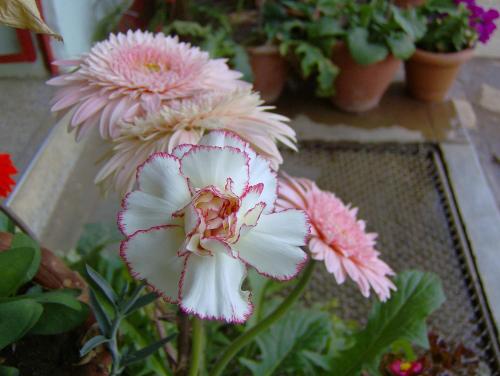 a pink and white flower on a table with other plants at Jheelam Homestay in Bhopal
