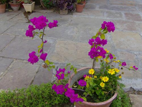a flower pot with purple and yellow flowers in it at Jheelam Homestay in Bhopal