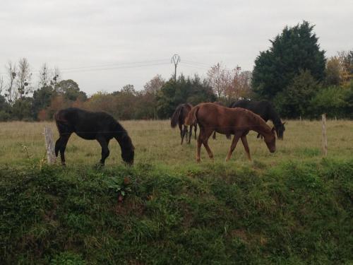 a group of horses grazing in a field at Marie France 's home in Sacey