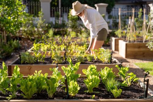una persona in un giardino che si occupa delle piante di Pink Door Franschhoek by The Oyster Collection a Franschhoek