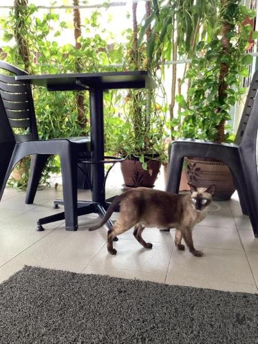 a cat walking next to a table and a chair at Power Hotel in Georgetown