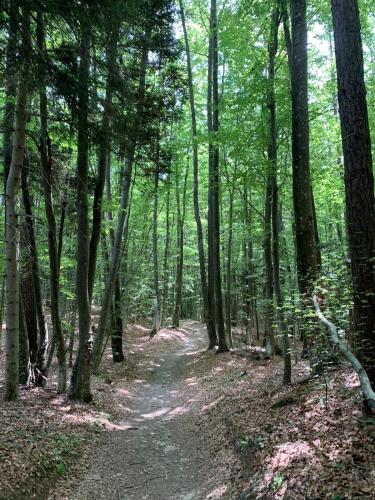 a dirt trail in a wooded area with trees at La casa nel bosco in Brallo di Pregola