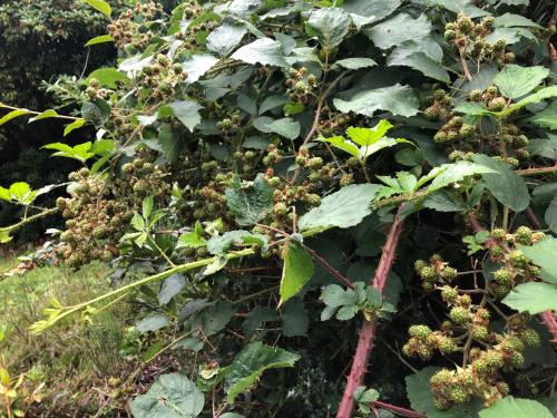 a plant with green leaves and fruits on it at Wellwood Manor in Pitlochry