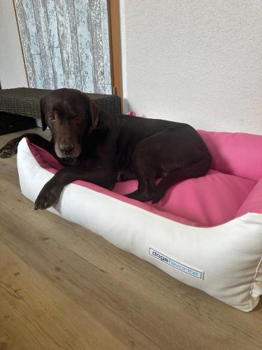 a black dog laying on a dog bed at Ferienhaus Löwenherz in Pommern