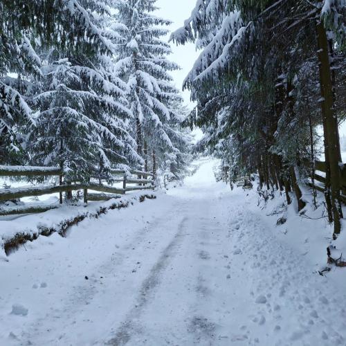 Mokki durante o inverno