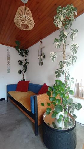 a room with a bed and a potted plant at Kanela Guest House B-side in Machico