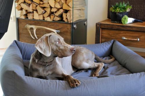 a brown dog laying on a dog bed at Luxuslodge - Zeit zum Leben in Annaberg im Lammertal