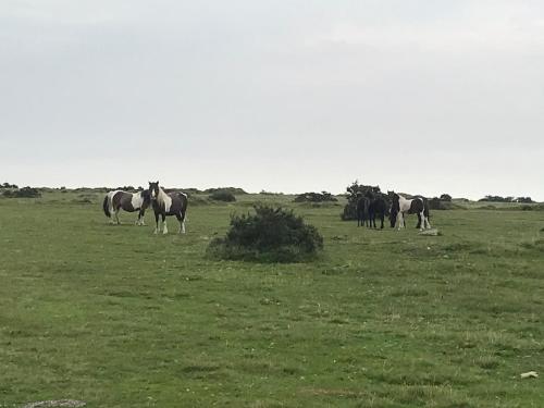 a herd of horses standing in a field at Phoenix Farm Shepherds Hut,Minions, Cornwall in Liskeard