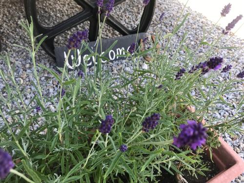 a bunch of purple flowers in a pot at Phoenix Farm Shepherds Hut,Minions, Cornwall in Liskeard