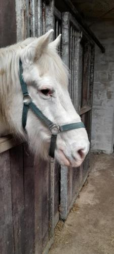 a white horse sticking its head out of a stable at de blinker in Knokke-Heist