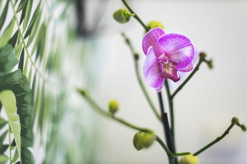 a purple flower on a plant in a room at Luce del lago in Moltrasio