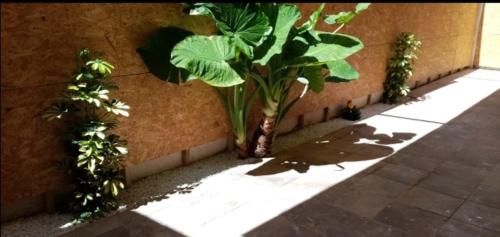 a group of plants on the side of a wall at Increible apartamento en primera linea de playa in Puerto de Gandía